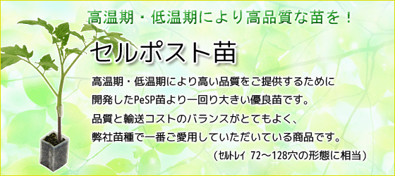 高温期・低温期により高い品質をご提供するために開発したPeSP苗より一回り大きい優良苗です。品質と輸送コストのバランスがとてもよく、弊社苗種で一番ご愛用していただいている商品です。