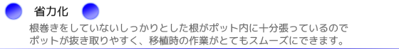根巻きをしていないしっかりとした根がポット内に十分張っているのでポットが抜き取りやすく、移植時の作業がとてもスムーズにできます。