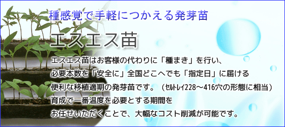 エスエス苗はお客様の代わりに種まきを行い、必要本数を安全に全国どこへでも指定日に届ける便利な移植適期の発芽苗です。育成に一番温度を必要とする期間をお任せいただくことで、大幅なコスト削減が可能です。