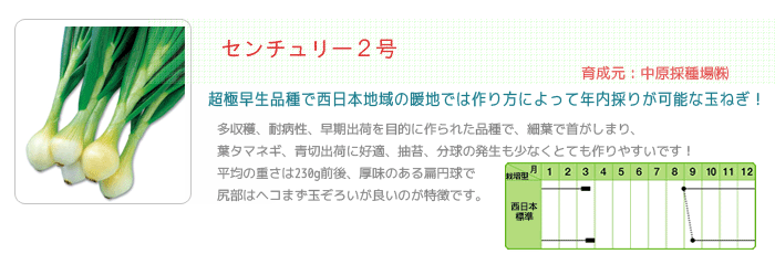 センチュリー２号　玉ねぎ